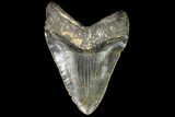 Serrated, Fossil Megalodon Tooth - + Foot Shark #109140-2